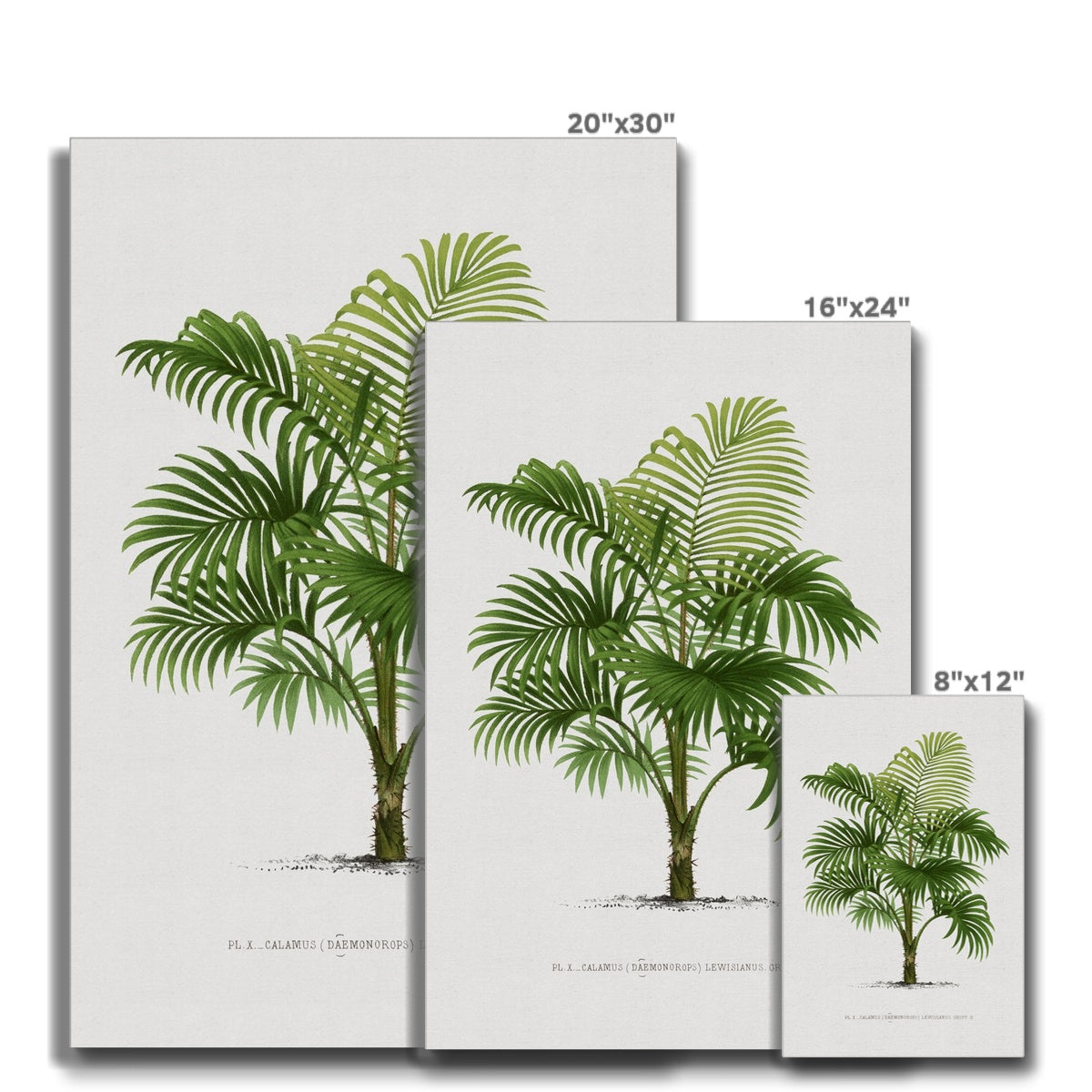 Vintage Palm Illustration I Eco Canvas - Boutique de l´Art