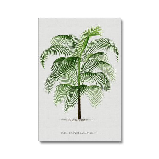 Vintage Palm Illustration II Eco Canvas - Boutique de l´Art