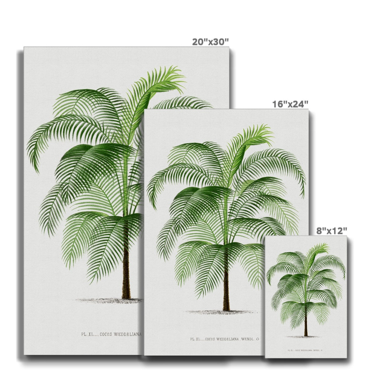 Vintage Palm Illustration II Eco Canvas - Boutique de l´Art