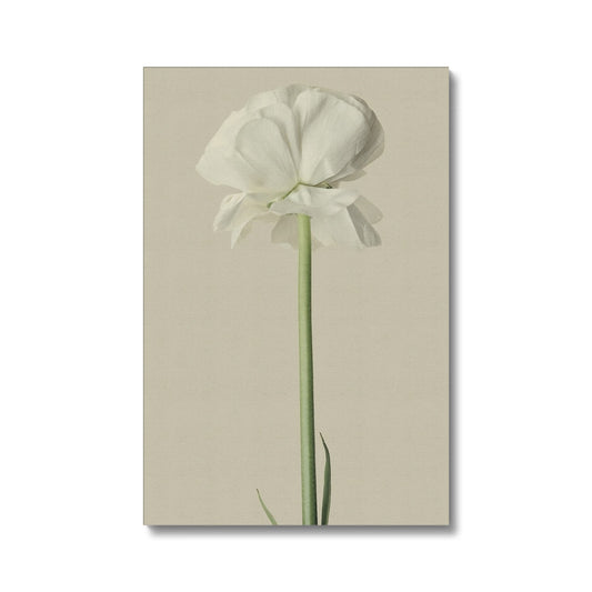White Ranunculus N°3 Eco Canvas - Boutique de l´Art
