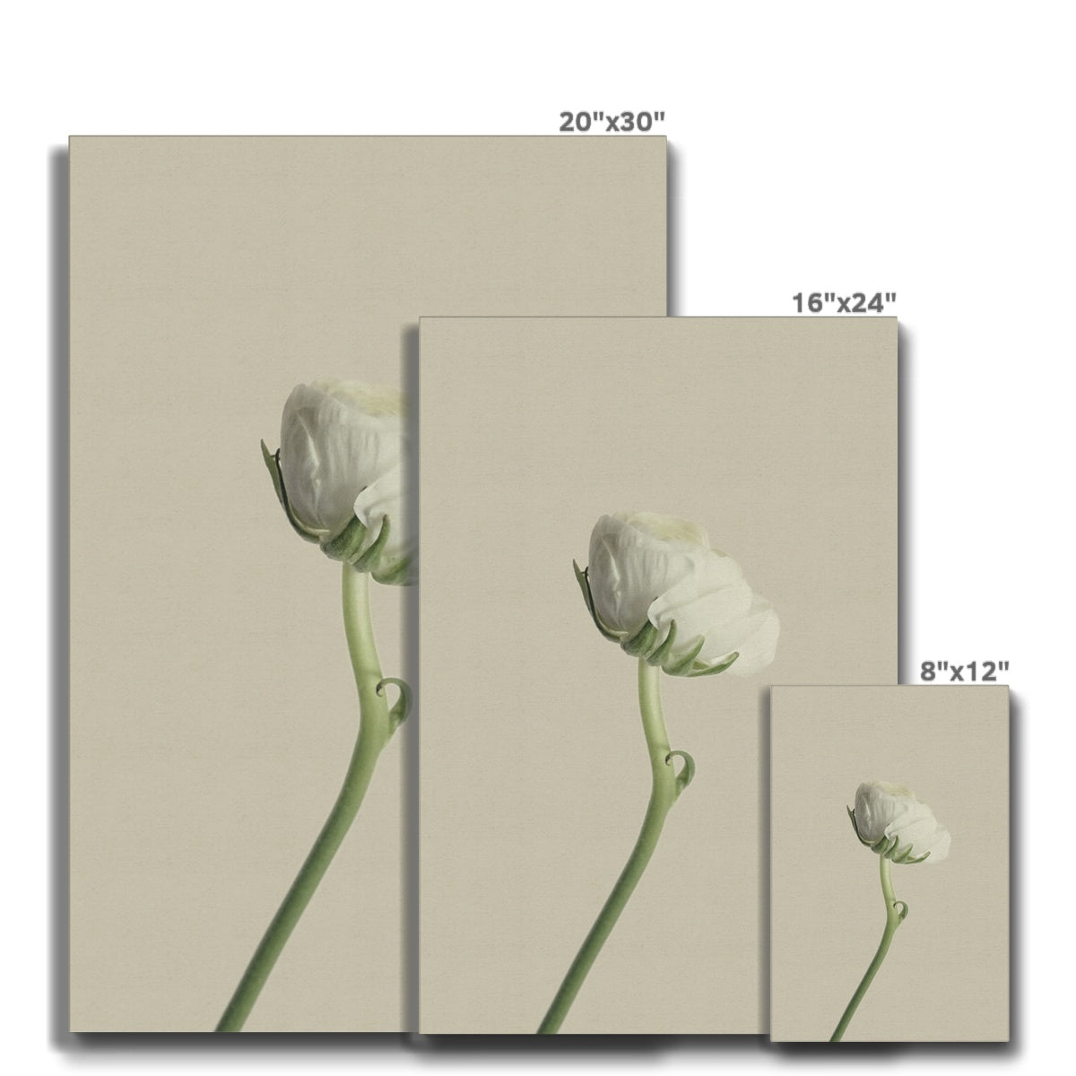 White Ranunculus N°2 Eco Canvas - Boutique de l´Art