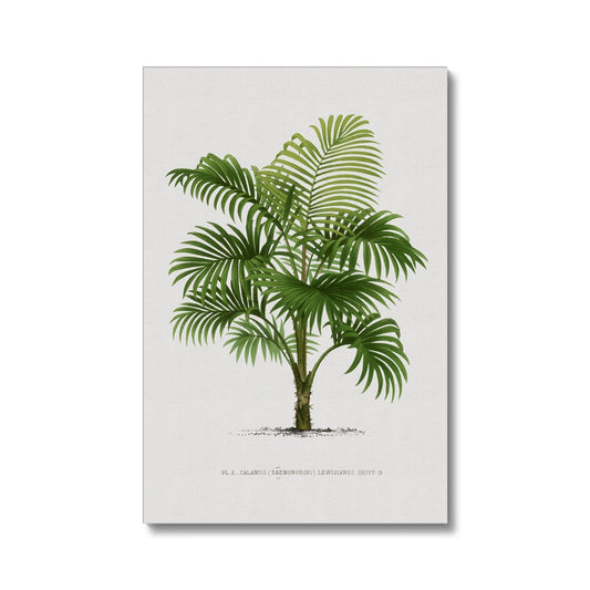 Vintage Palm Illustration I Eco Canvas - Boutique de l´Art