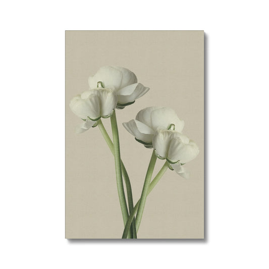White Ranunculus N°1 Eco Canvas - Boutique de l´Art