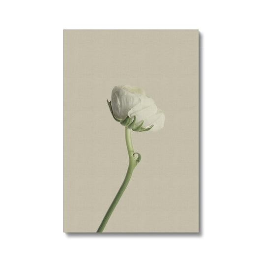 White Ranunculus N°2 Eco Canvas - Boutique de l´Art