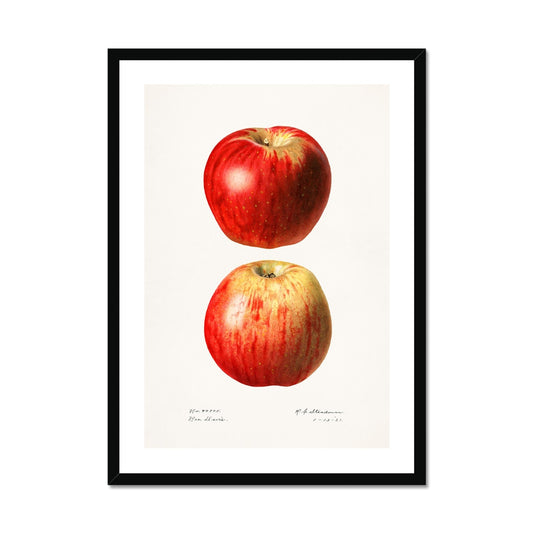 Steadman - Apples Framed Print - Boutique de l´Art