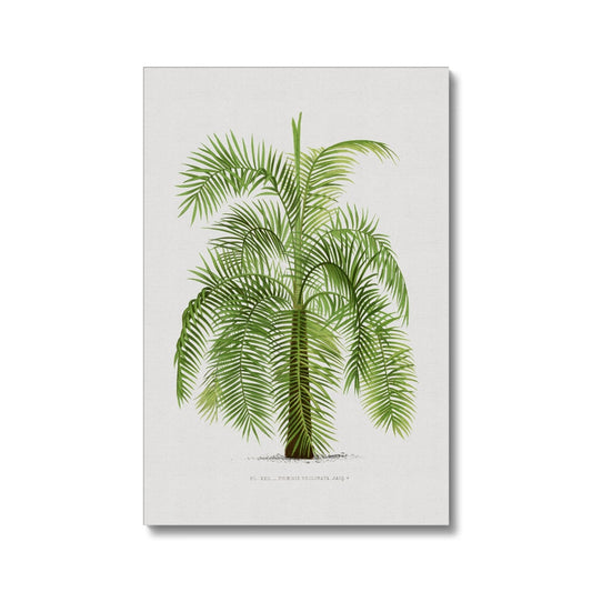 Vintage Palm Illustration III Eco Canvas - Boutique de l´Art