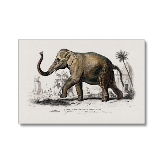 D'Orbigny - Asiatischer Elefant Leinwandbild Eco - Boutique de l´Art
