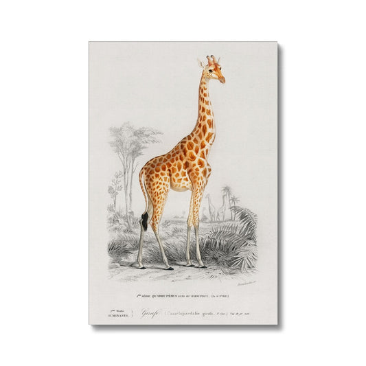 D'Orbigny - Giraffe Leinwandbild Eco - Boutique de l´Art