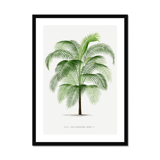 Vintage Palm Illustration II Framed Print - Boutique de l´Art