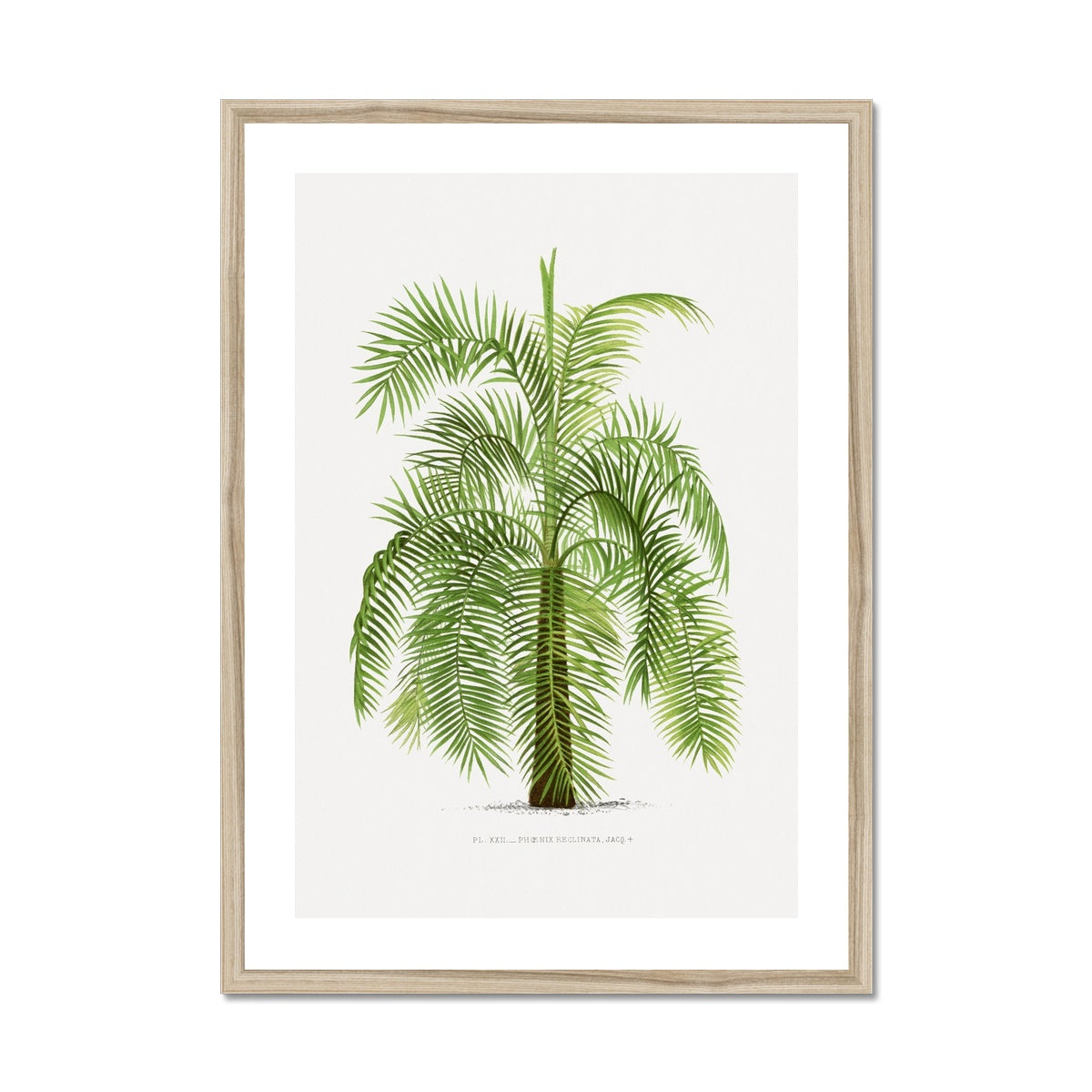 Vintage Palm Illustration III Framed Print - Boutique de l´Art