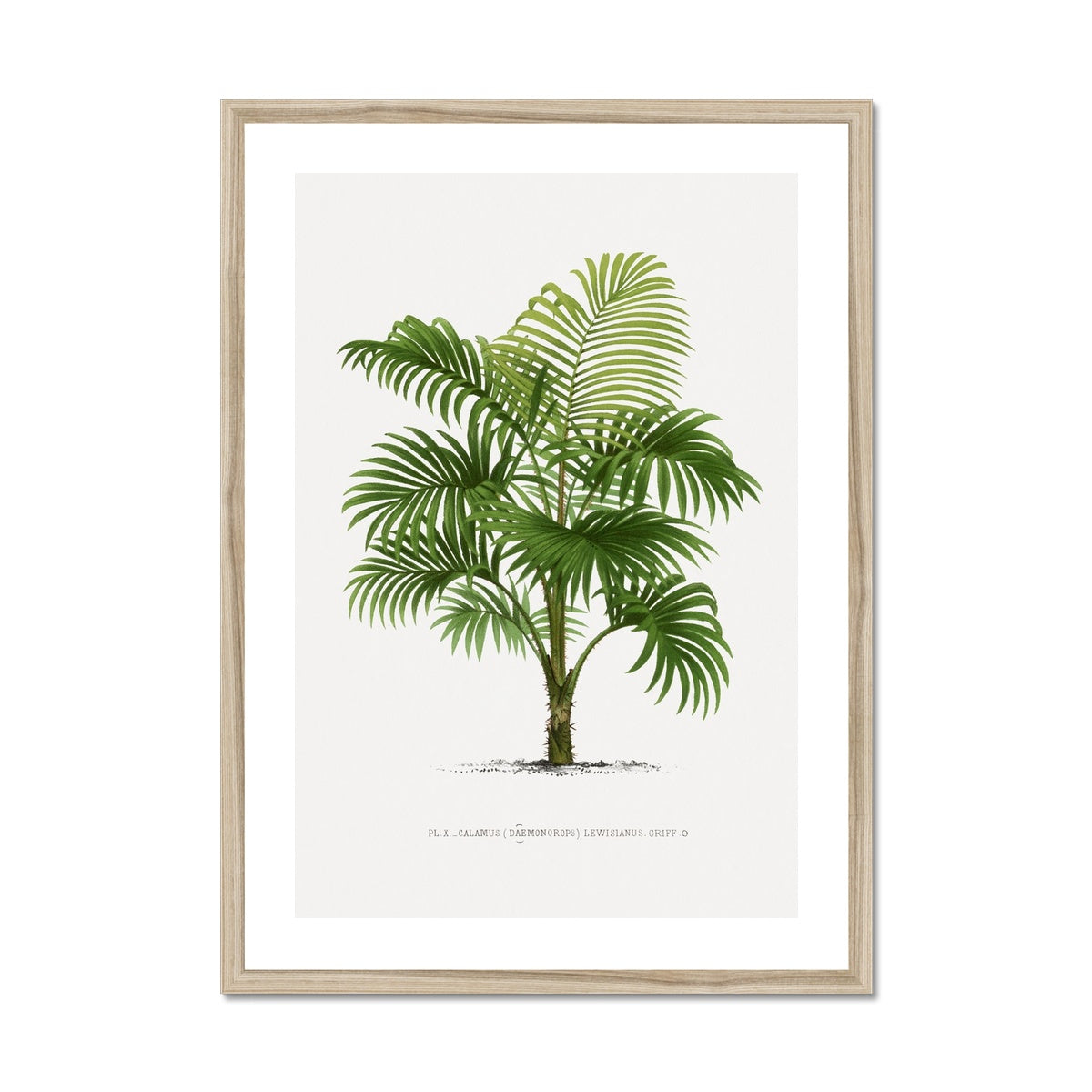 Vintage Palm Illustration I Framed Print - Boutique de l´Art