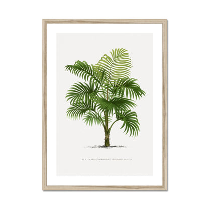 Vintage Palm Illustration I Framed Print - Boutique de l´Art