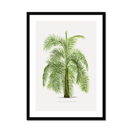Vintage Palm Illustration III Framed Print - Boutique de l´Art