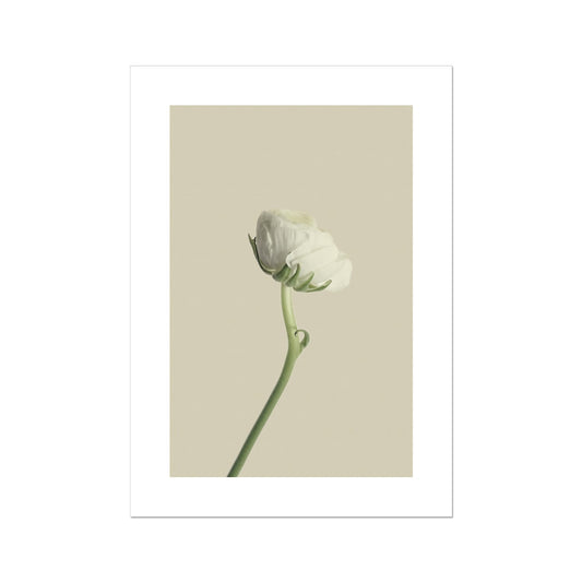 White Ranunculus N°2 Poster - Atopurinto