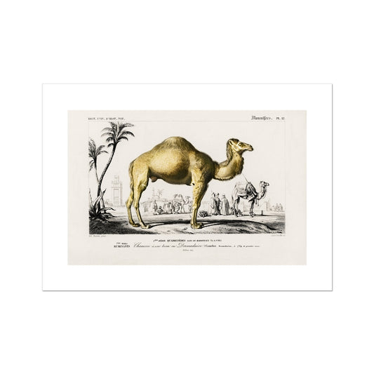D' Orbigny - Camel Poster - Atopurinto