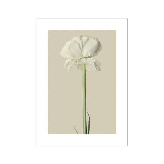 White Ranunculus N°3 Poster - Atopurinto