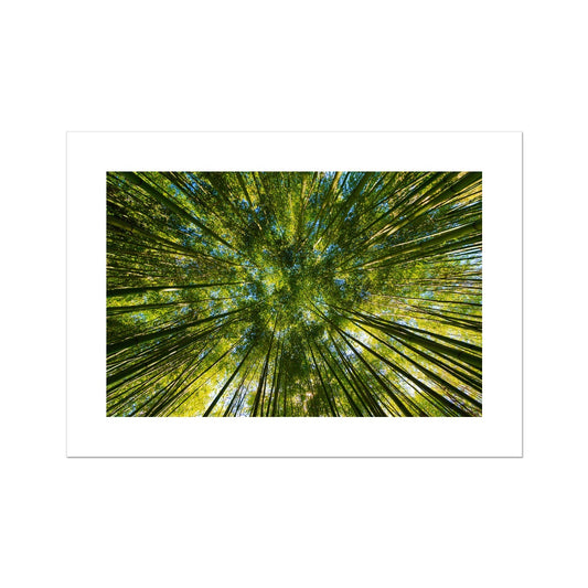 Forest Trees Poster - Atopurinto