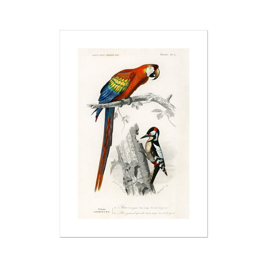 D' Orbigny - Birds Poster - Atopurinto