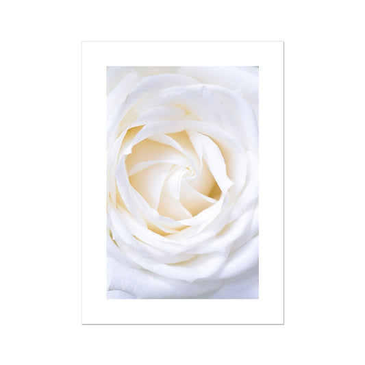 White Rose Poster - Atopurinto