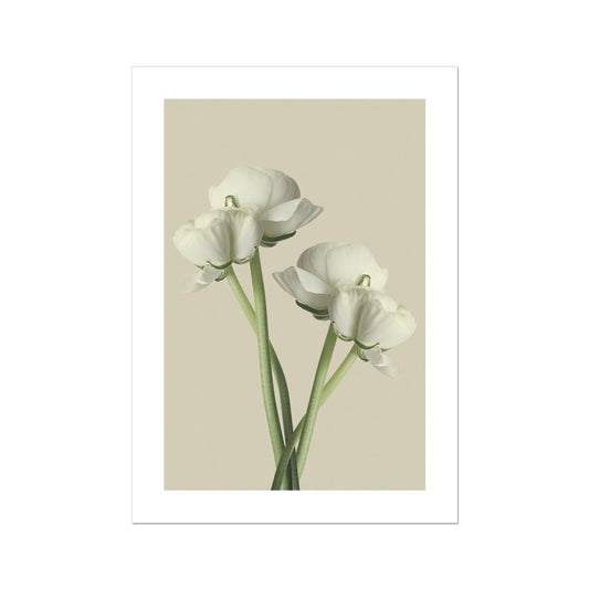 White Ranunculus N°1 Poster - Atopurinto
