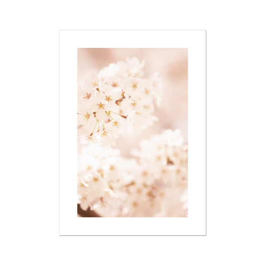 White cherry blossom Poster - Atopurinto