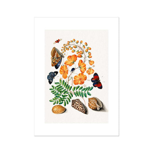Bolton - Butterflies, Flowers and shells Poster - Atopurinto