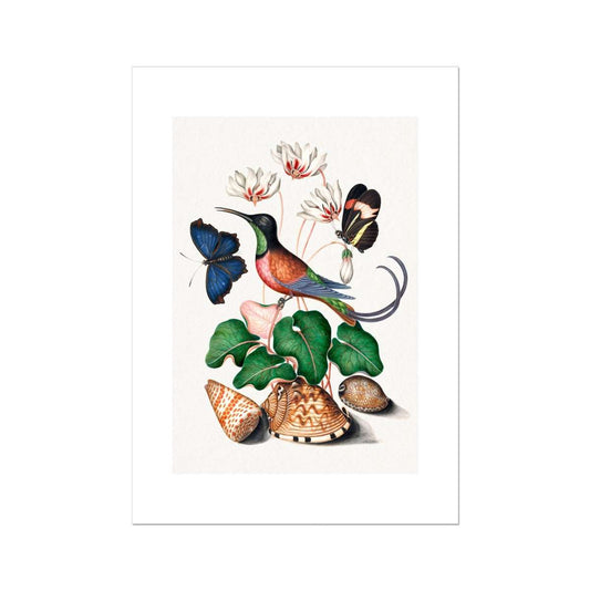 Bolton - Bird, butterflies and shells Poster - Atopurinto