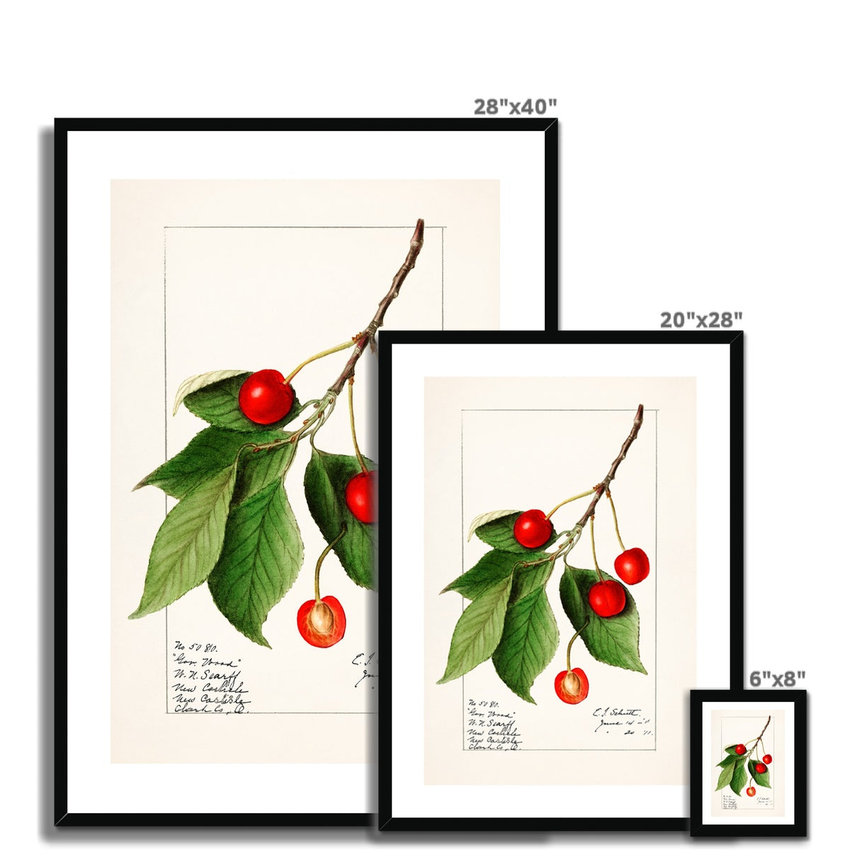 Isham - Cherries Framed Print - Boutique de l´Art