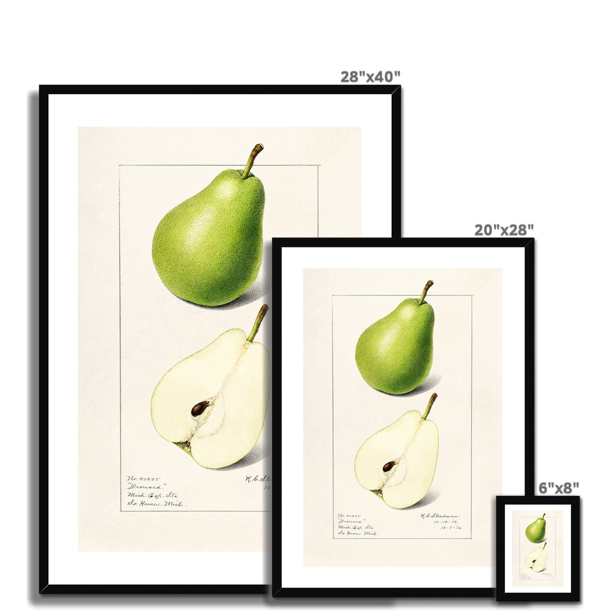 Steadman - Pear Framed Print - Boutique de l´Art