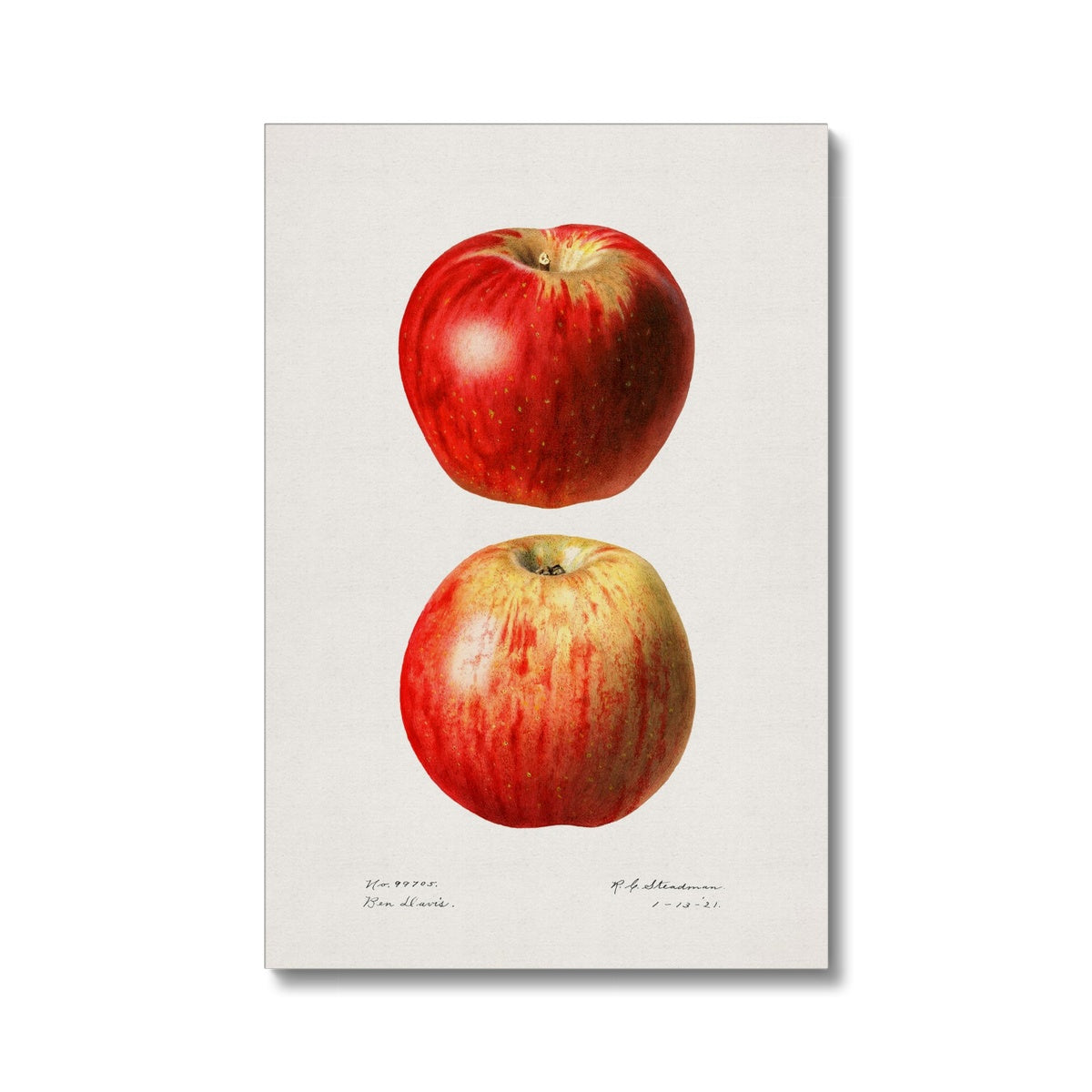 Steadman - Apples Eco Canvas - Boutique de l´Art