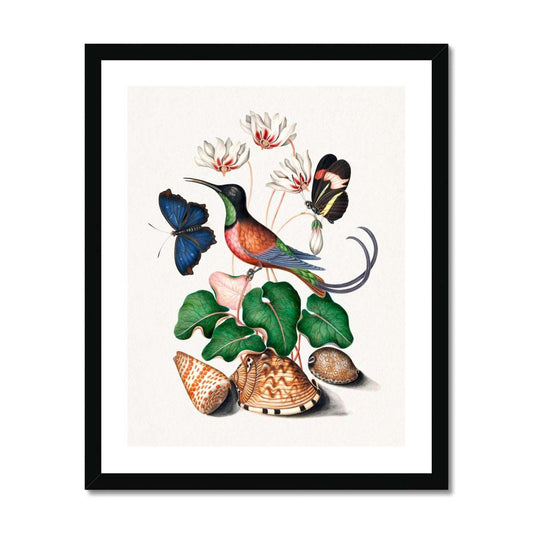 Bolton - Bird, butterflies and shells gerahmtes Poster - Atopurinto