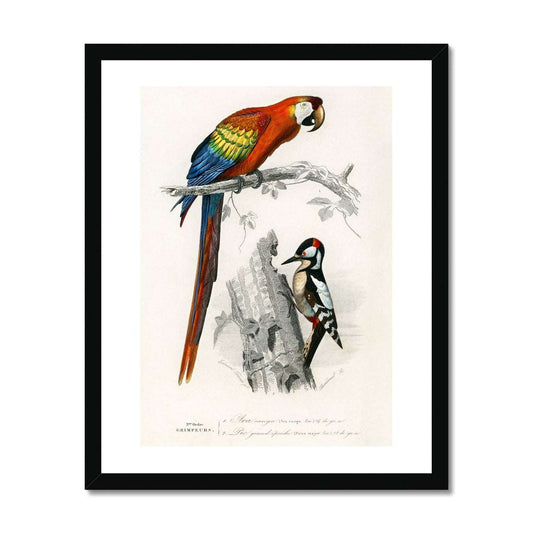 D' Orbigny - Birds gerahmtes Poster - Atopurinto