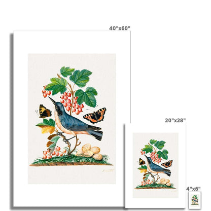 Bolton - Bird, berries and butterflies Poster - Atopurinto