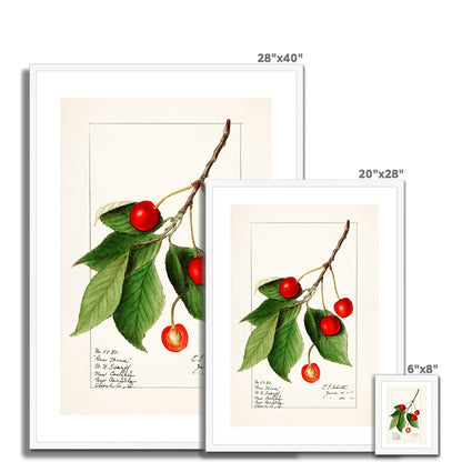 Isham - Cherries Framed Print - Boutique de l´Art