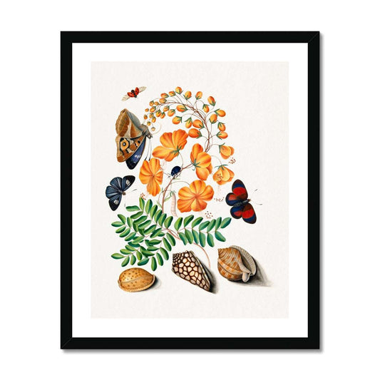 Bolton - Butterflies, Flowers and shells gerahmtes Poster - Atopurinto
