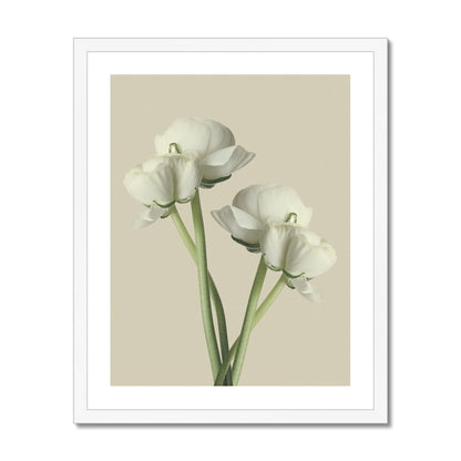 White Ranunculus N°1 gerahmtes Poster - Atopurinto