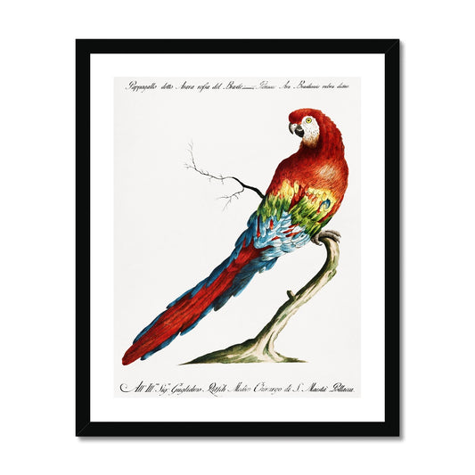 Manetti - Red Brazilian Parrot gerahmtes Poster - Atopurinto
