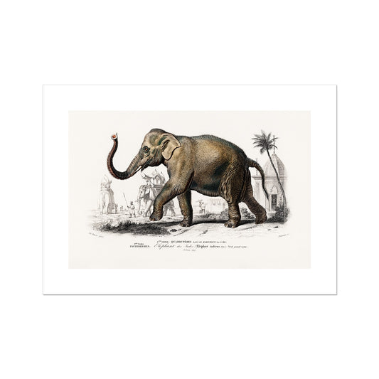 D' Orbigny - Asiatic elephant Poster - Atopurinto