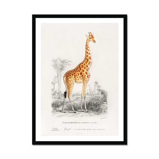 D' Orbigny - Giraffe Poster in Premium Holzrahmen - Boutique de l´Art