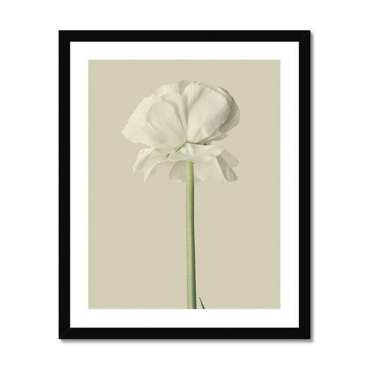 White Ranunculus N°3 Poster mit Rahmen - Boutique de l´Art