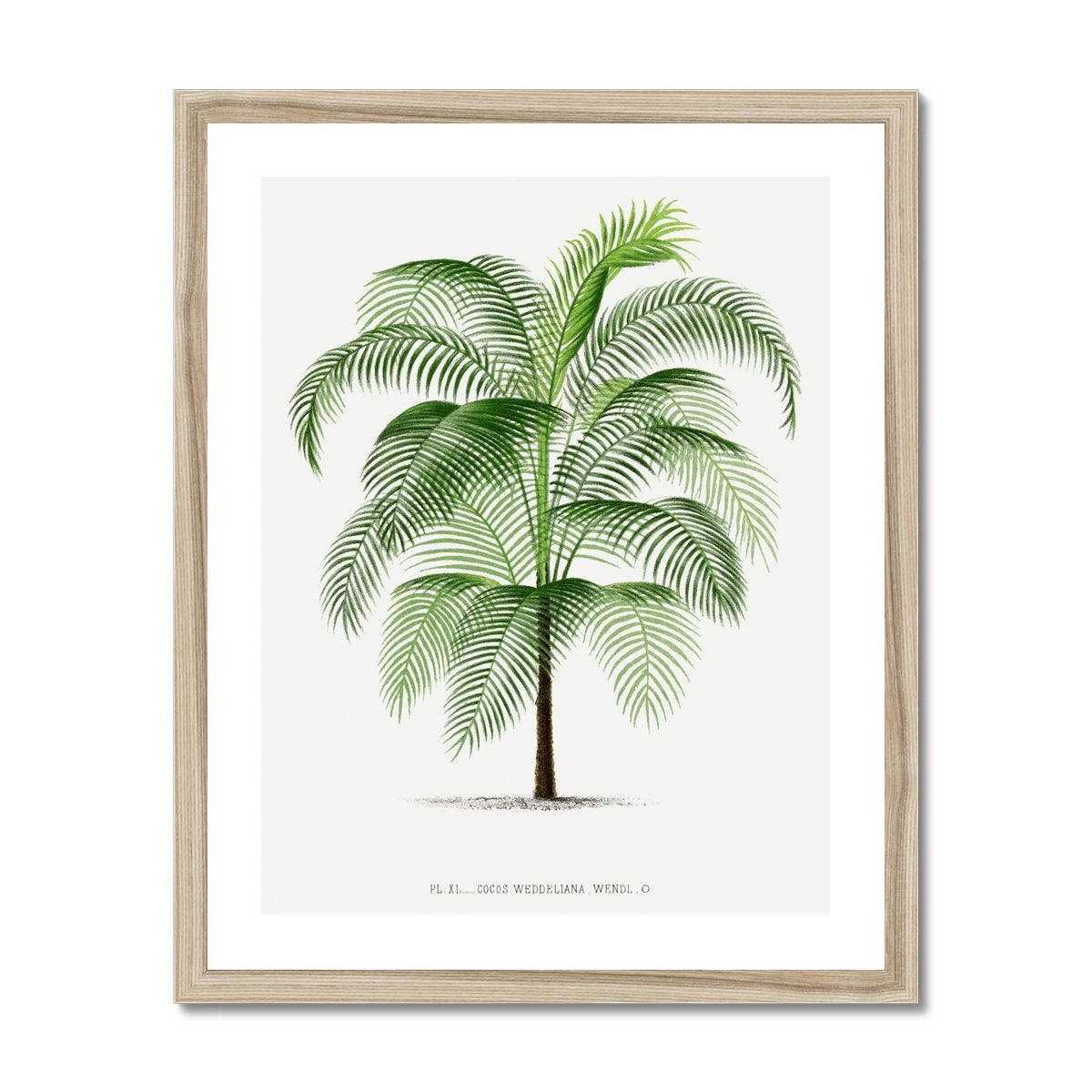 Vintage Palm Illustration II gerahmtes Poster - Atopurinto