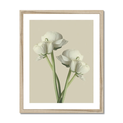 White Ranunculus N°1 gerahmtes Poster - Atopurinto