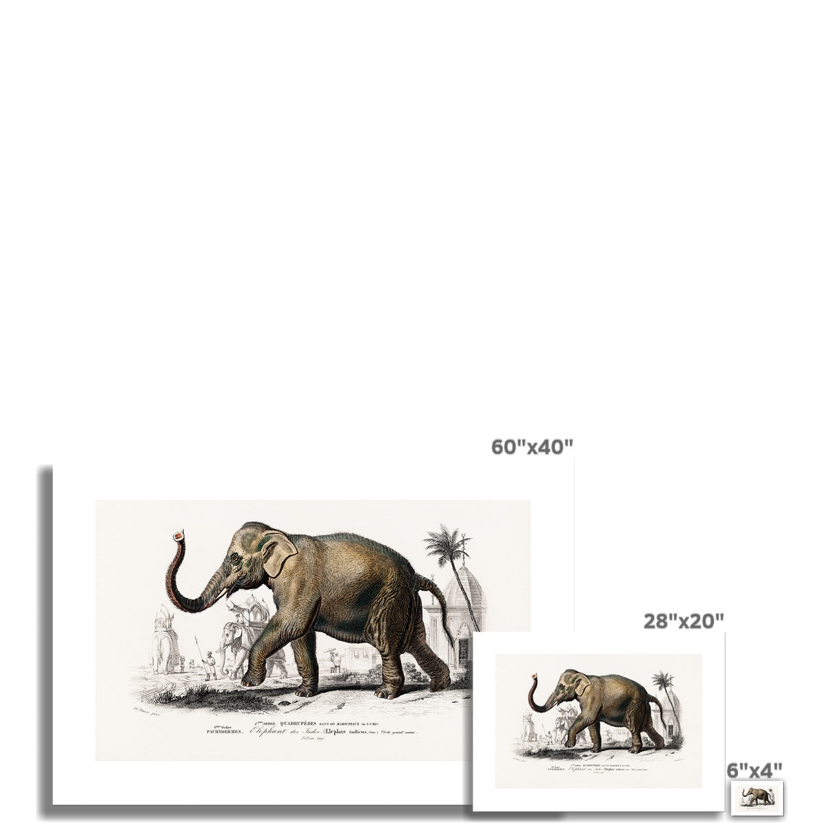 D' Orbigny - Asiatic elephant Poster - Atopurinto