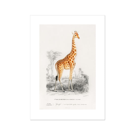 D' Orbigny - Giraffe Poster - Atopurinto