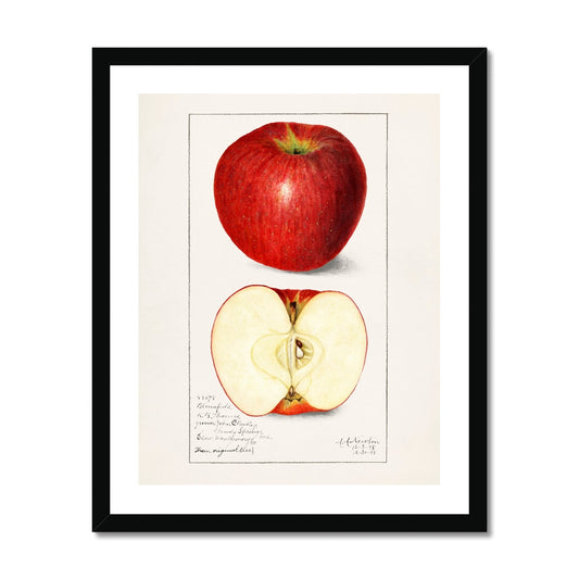 Newton - Apples I gerahmtes Poster - Atopurinto