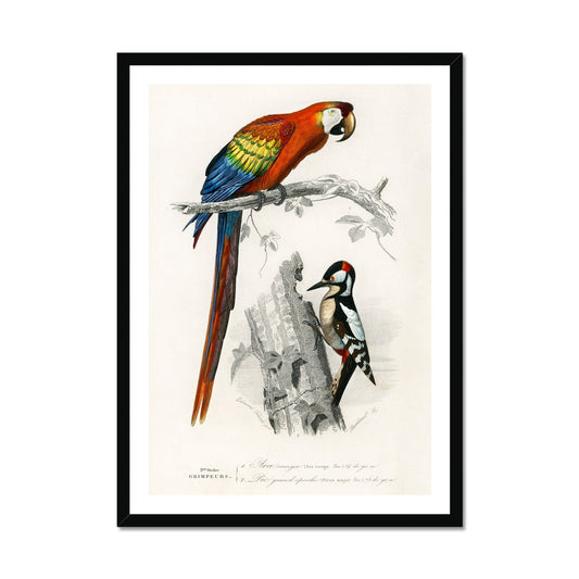 D'Orbigny - Vögel Poster in Premium Holzrahmen - Boutique de l´Art