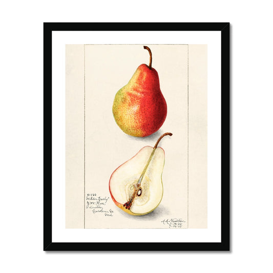 Newton - Pear gerahmtes Poster - Atopurinto