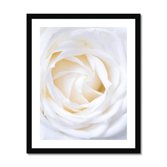 White Rose gerahmtes Poster - Atopurinto