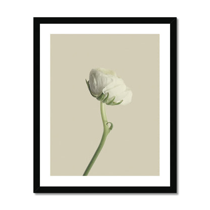 White Ranunculus N°2 gerahmtes Poster - Atopurinto