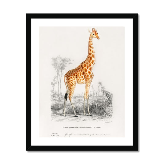 D' Orbigny - Giraffe gerahmtes Poster - Atopurinto